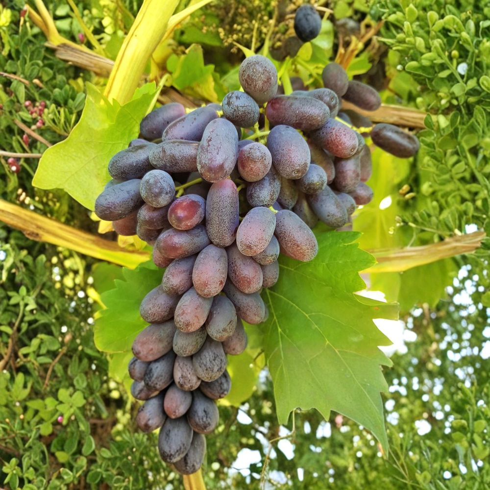 Super Rare Long Crimson Grape Vine – Live Plant 2–3 Ft Tall | Big Sweet Red Table Grapes | Organic Fruit Vine Starter | Backyard Vineyard Plant