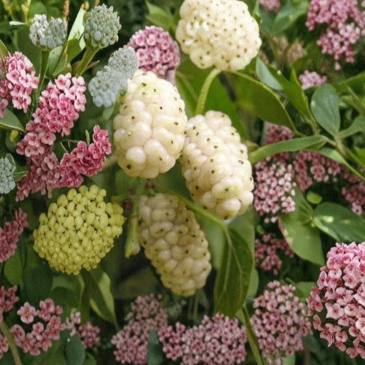 White Mulberry Tree – Morus alba Live Potted Plant | 12–24 Inches Tall | Sweet Fruit Tree Starter | Backyard Orchard & Shade Tree | Easy to Grow