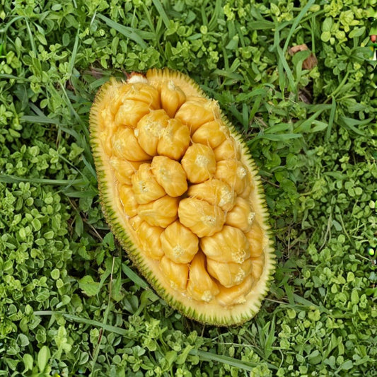 Cempedak Seeds – Artocarpus integer Organic Seeds | 5 Rare Champedak Seeds | Exotic Tropical Fruit Tree Starter | Mit To Nu Variety