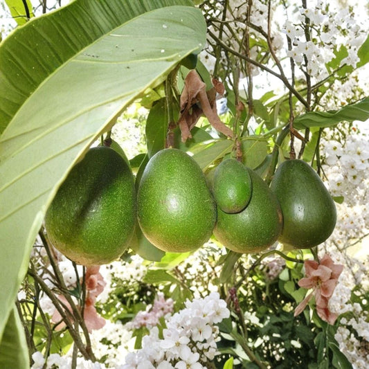 Avocado Avozilla – Persea americana “Avozilla” Rooted Seed | World's Largest Avocado Variety | Organic Non-GMO Starter Plant | Ready to Grow