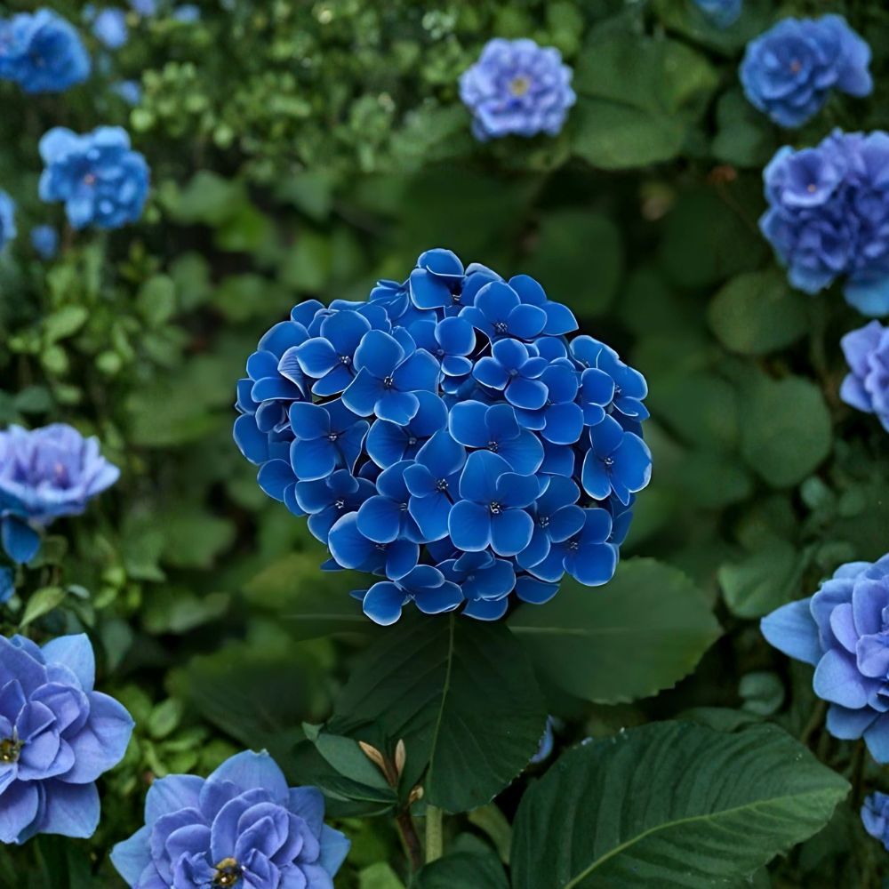 Blue Hydrangea Bushes – 2 Live Plants 18–24 Inches Tall | Large Mophead Blooms | Fragrant Flower Shrubs | Bare Root Garden Ready