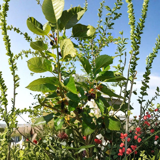Red Mulberry – Morus rubra Fresh Cuttings | 7–9 Inch Organic Propagation Wood | 6 Pack Unrooted Fruit Tree Cuttings | Edible Berry Tree