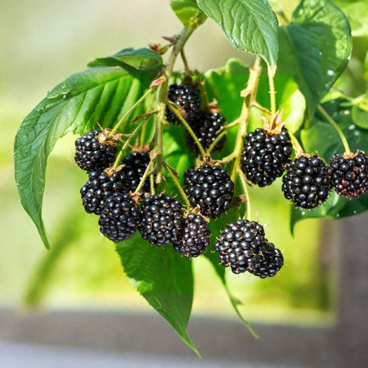 Blackberry Plant Cuttings – Rubus Live Unrooted Canes | 6+1 Free Organic Cuttings | 6–8 Inches Long | Wild Berry Propagation | Garden Ready