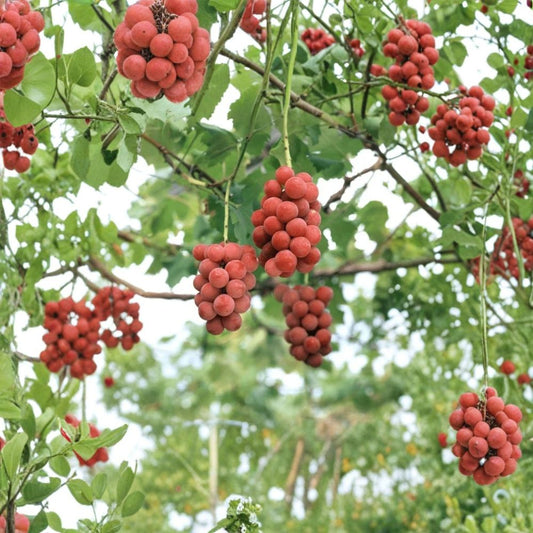 Japanese Aki Queen Grape Vine – Vitis vinifera Live Cuttings | 5 Rare Grape Cuttings 6–8 Inches | Sweet Red Table Grape Variety | Rooting or Grafting Ready