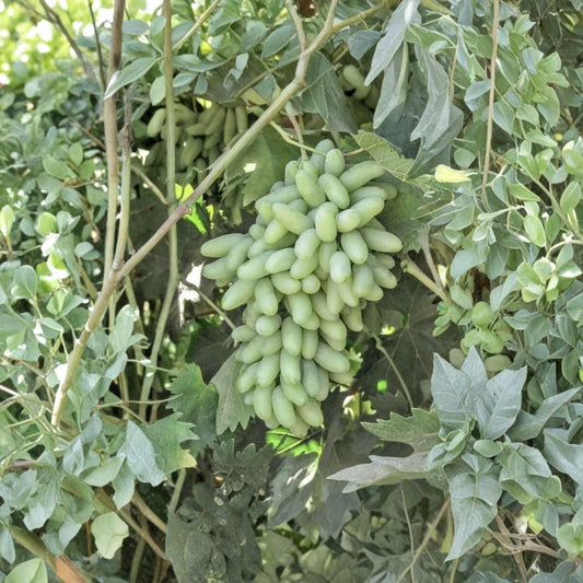 Super Rare Sweet Waterfall Fingers Grape Vine – Live Plant 2–3 Ft Tall | Big Sweet Finger Grapes | Organic Fruit Vine Starter | Backyard Vineyard Plant