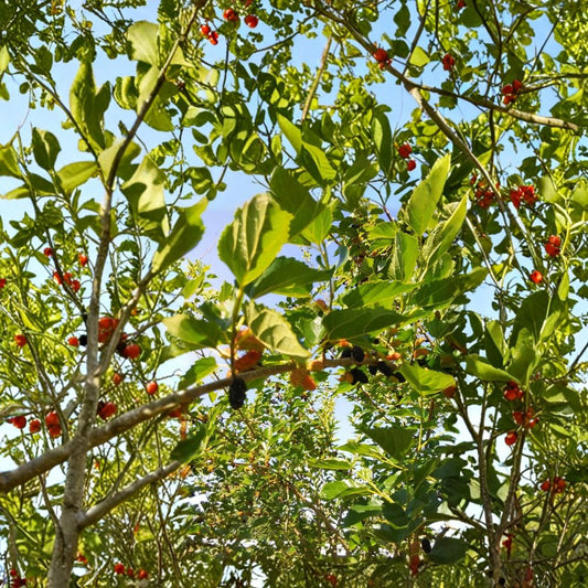 Red Mulberry – Morus rubra Fresh Cuttings | 6–8 Inches Long | Organic Propagation Wood | 6 Pack Unrooted Fruit Tree Cuttings | Edible Berry Tree