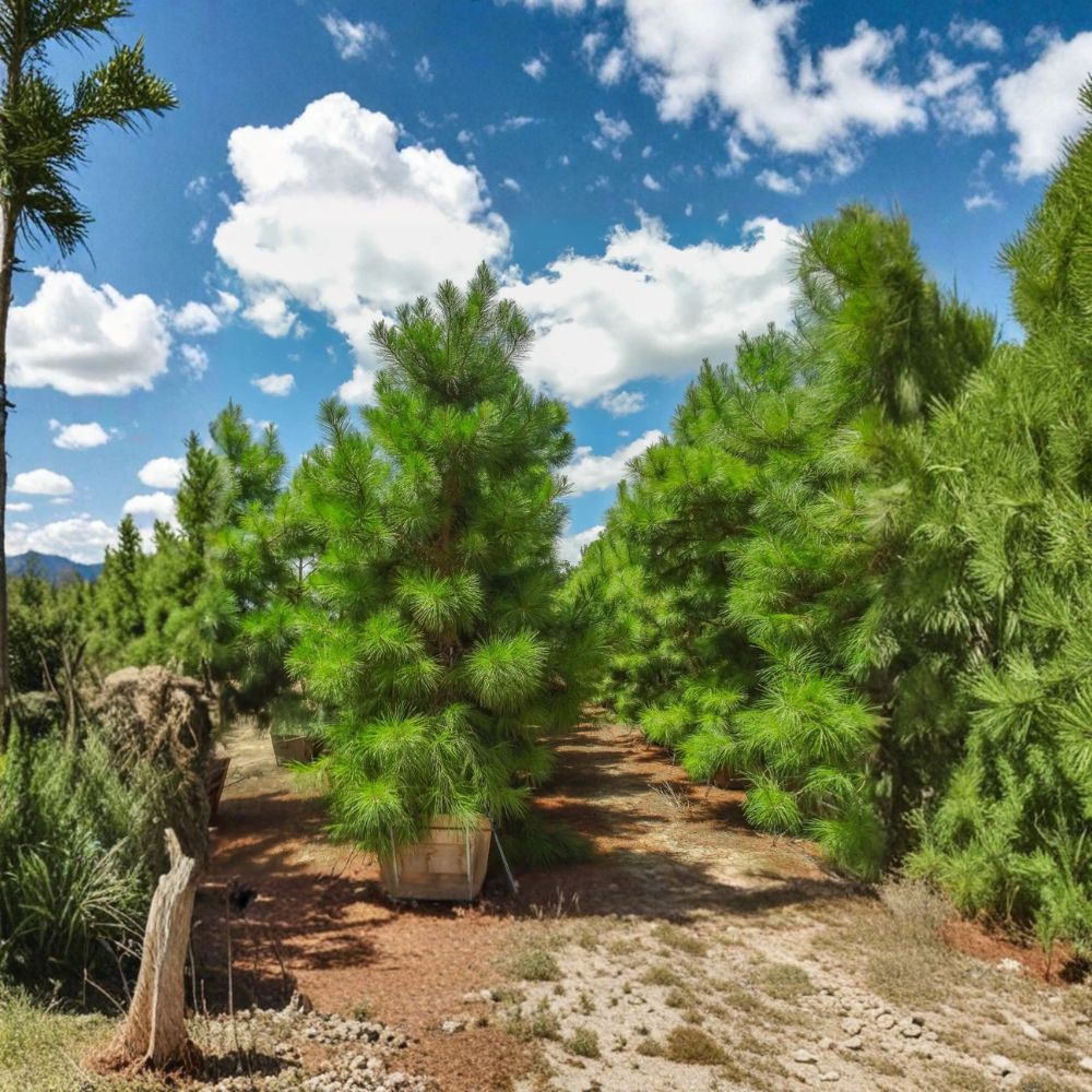 Loblolly Pine Trees – 2 Live Plants 1–2 Ft Tall | Fast Growing Evergreen | Fragrant Pine Tree | Privacy Screen & Windbreak | Bare Root