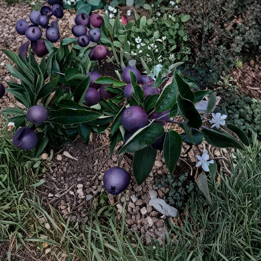 Black Diamond Apple Tree – Malus domestica Rare Apple Cutting | 1 Premium Scion Cutting for Grafting or Rooting | Exotic Dark Apple Variety | Home Orchard Starter