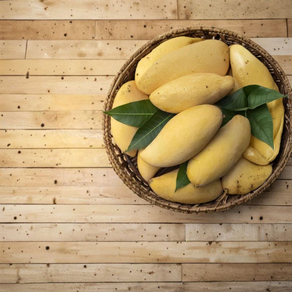 Very Rare Nam Dok Mai Mango Seed – 1 Organic Mango Seed | Super Sweet Thai Mango Variety | Tropical Fruit Tree Starter | Grow Your Own Mango Tree