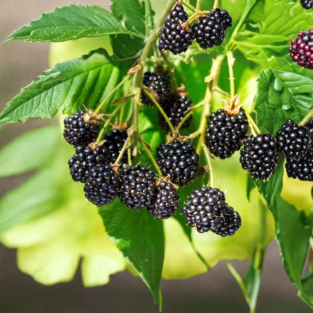 Blackberry Plant Cuttings – Rubus Live Unrooted Canes | 6+1 Free Organic Cuttings | 6–8 Inches Long | Wild Berry Propagation | Garden Ready