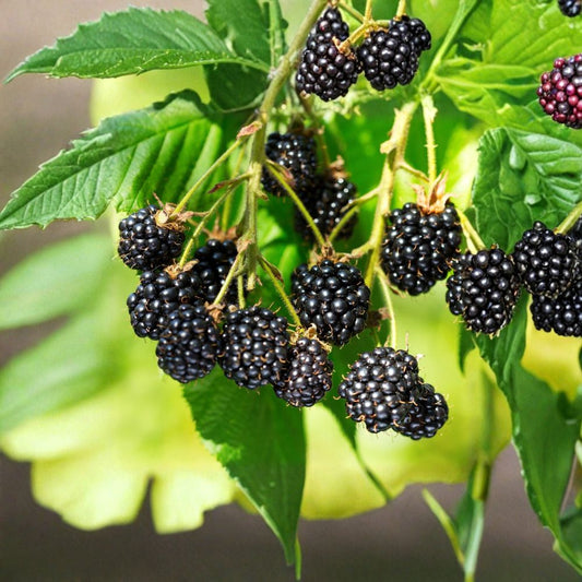 Blackberry Plant Cuttings – Rubus Live Unrooted Canes | 6+1 Free Organic Cuttings | 6–8 Inches Long | Wild Berry Propagation | Garden Ready