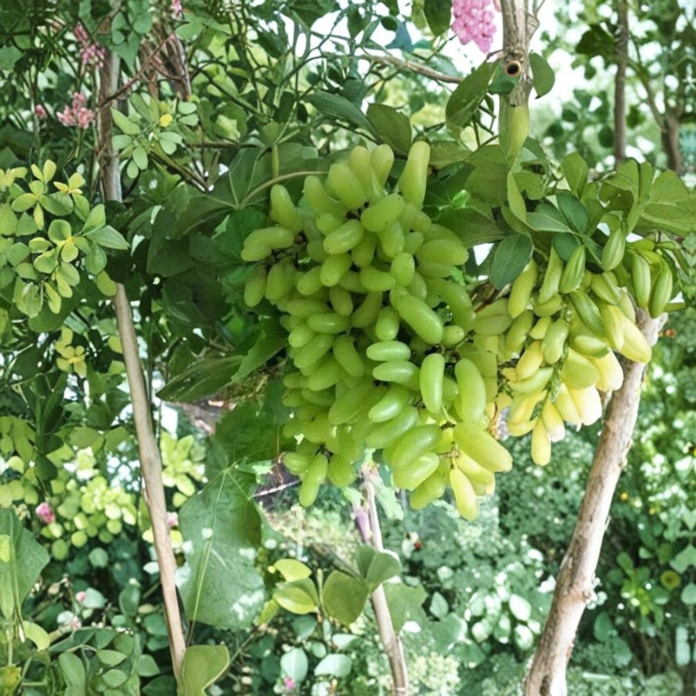 Super Rare Sweet Waterfall Fingers Grape Vine – Live Plant 1–2 Ft Tall | Big Sweet Finger Grapes | Organic Fruit Vine Starter | Backyard Vineyard Plant