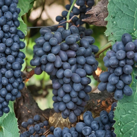 Japanese Autumn Royal Grape Vine – Vitis vinifera Rare Grape Cuttings | 5 Premium Cuttings 6–8 Inches | Sweet Black Table Grape | Rooting or Grafting Ready