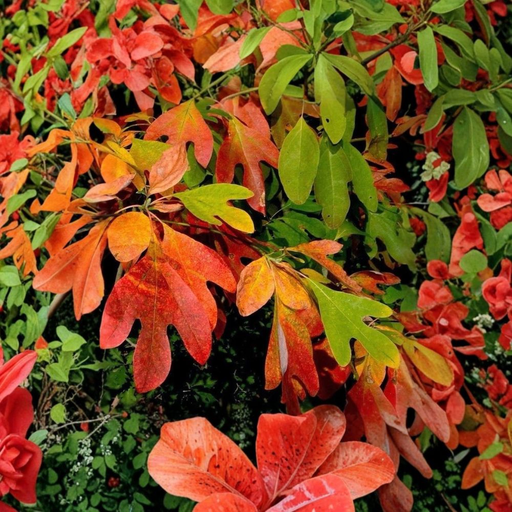 Sassafras Trees – 2 Live Plants 1–2 Ft Tall | Fragrant Native Tree | Sassafras albidum | Bare Root | Fall Color & Wildlife Friendly