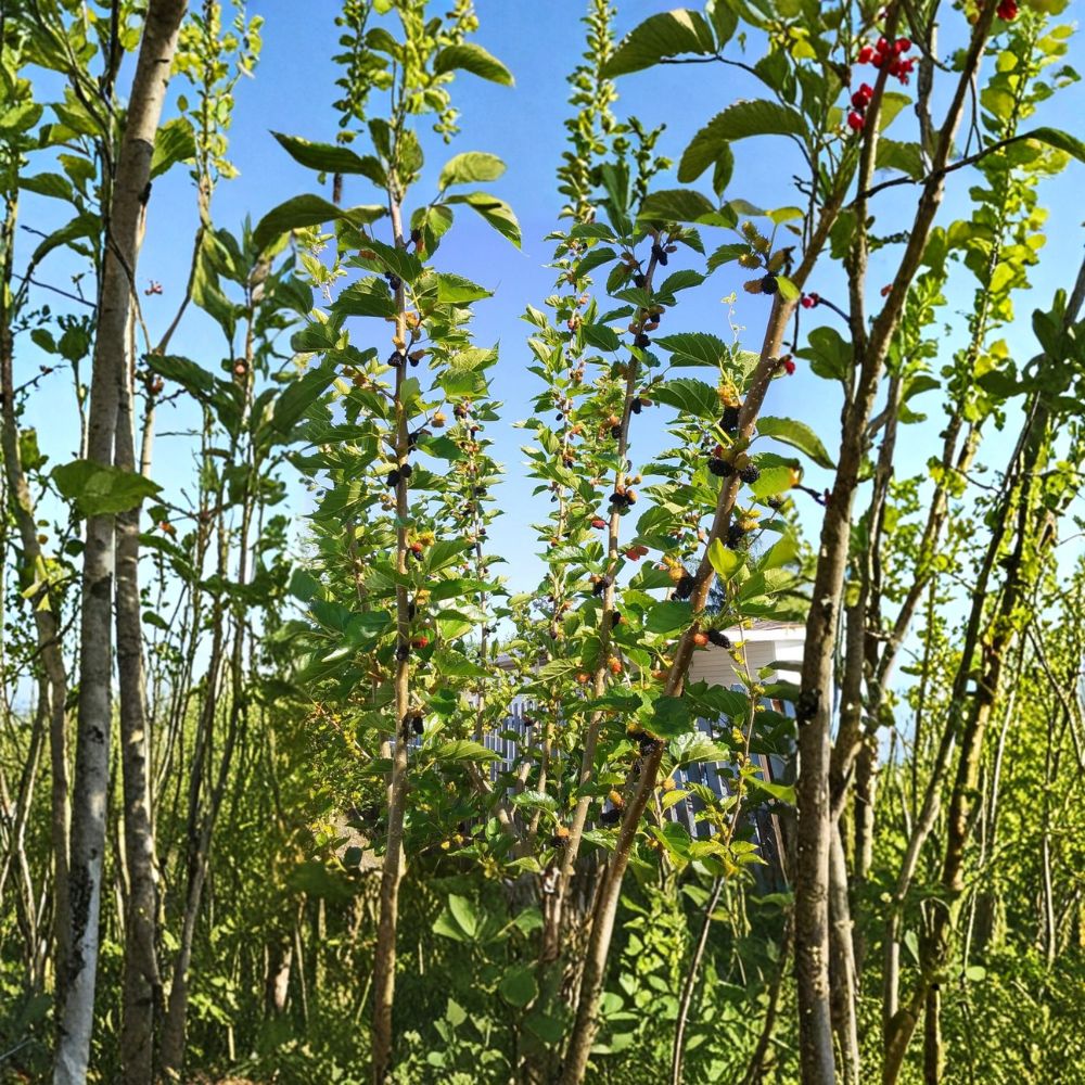 Red & Black Mulberry Tree – Morus Live Rooted Plants | 10–14 Inches Tall | 2 Pack Organic Fruit Trees | Edible Berry Garden | Easy to Grow