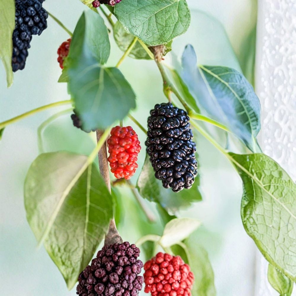 Illinois Everbearing Mulberry – Morus alba × rubra Live Starter Plant | 4–6 Inches Tall | Rooted Fruit Tree Starter | Backyard Orchard & Container Friendly | Easy to Grow
