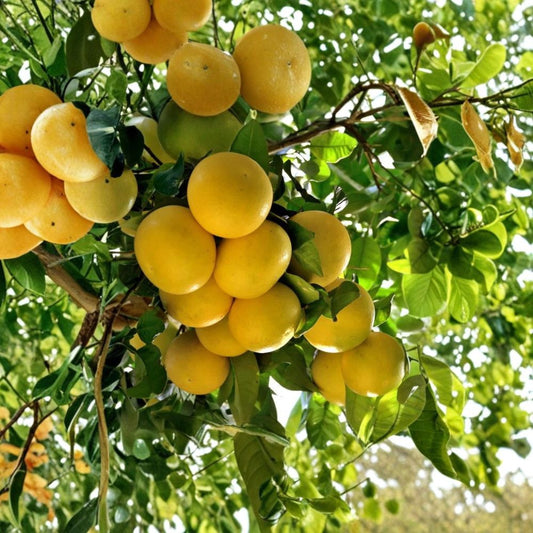 Ruby Red (Pink) Grapefruit – Citrus paradisi Cuttings | 3 Fresh Unrooted Citrus Cuttings | Rare Pink Grapefruit Tree | Cuttings for Rooting or Grafting