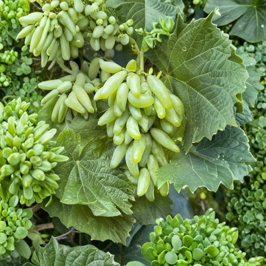 Japanese Golden Finger Grape Vine – Vitis vinifera Rare Grape Cuttings | 5 Unrooted Cuttings 6–8 Inches | Sweet Finger-Shaped Table Grapes | Rooting or Grafting Ready