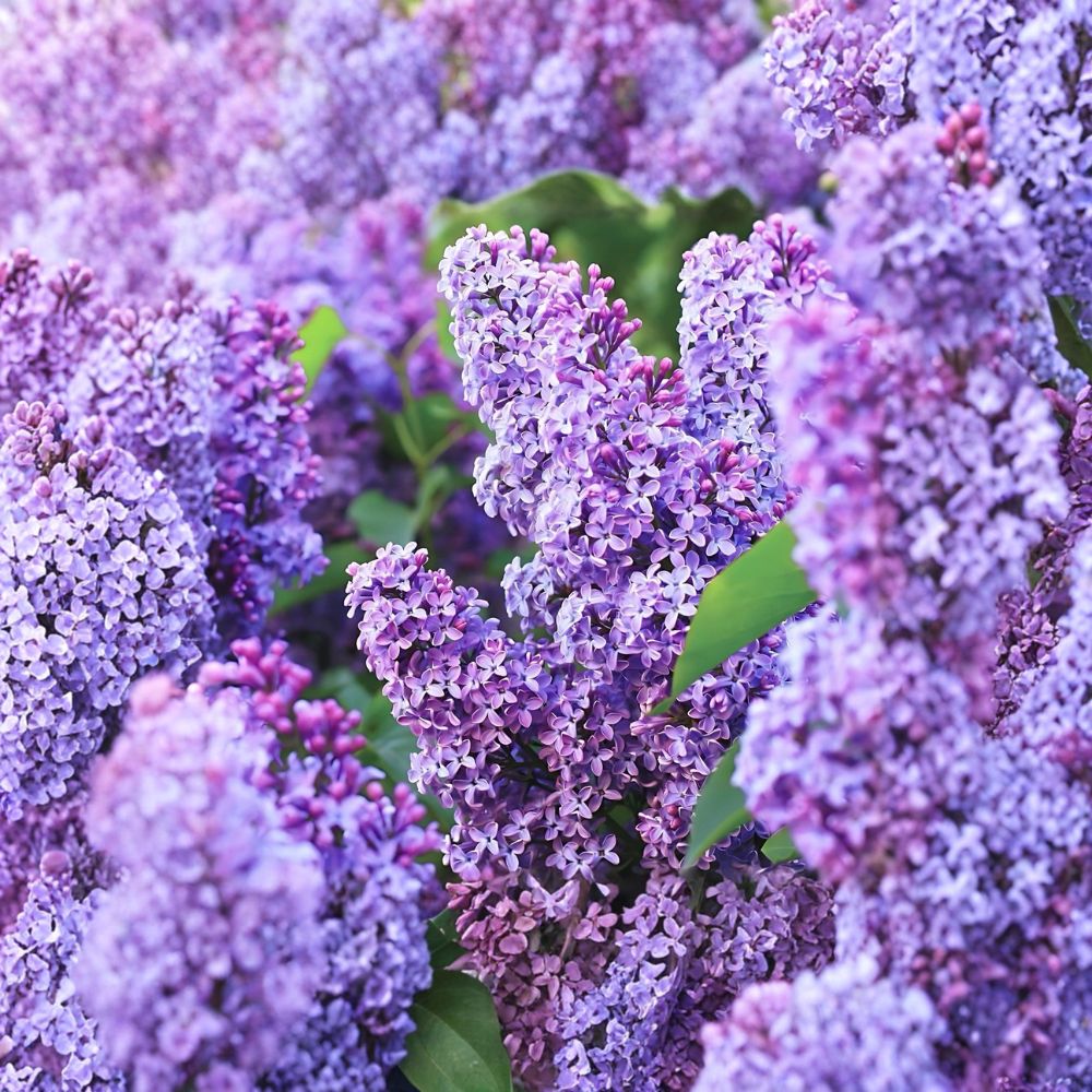 Old Fashioned Lilac Bushes – 2 Live Plants 1 Ft Tall | Fragrant Purple Blooms | Heirloom Shrubs | Bare Root Garden Ready