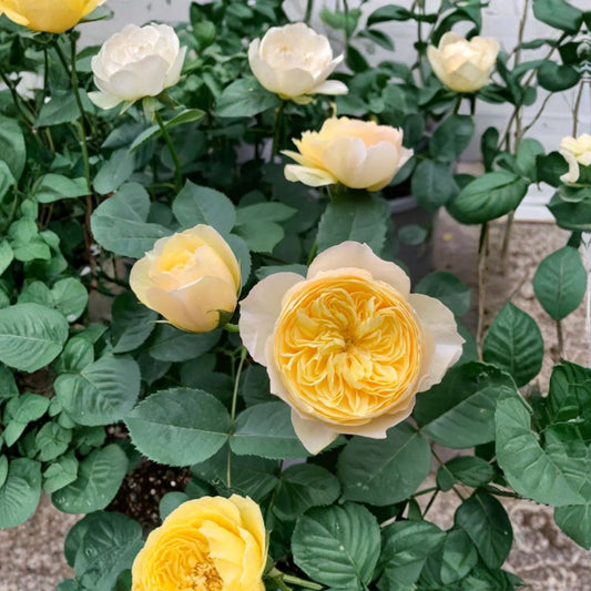 Chirp Chinese Garden Rose – Rare Shrub Rose Cuttings | 3 Fresh Unrooted Rose Cuttings | Chinese Garden Rose | Cuttings for Rooting or Grafting
