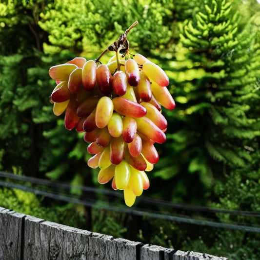 Halloween Fingers / Manicure Finger Grape Vine – Vitis vinifera Rare Grape Cuttings | 5 Unrooted Cuttings 6–8 Inches | Long Finger-Shaped Sweet Grapes | Rooting or Grafting Ready