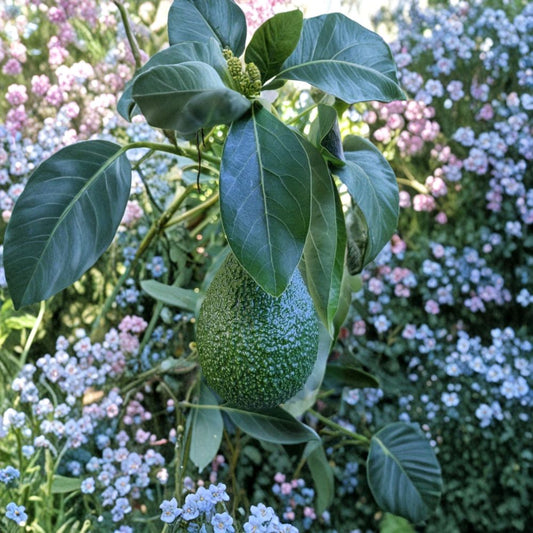 Avocado Cutting – Persea americana 6–8 Inch Fresh Cutting | For Rooting or Grafting  Propagation Material | Fruit Tree Starter | For Experienced Growers