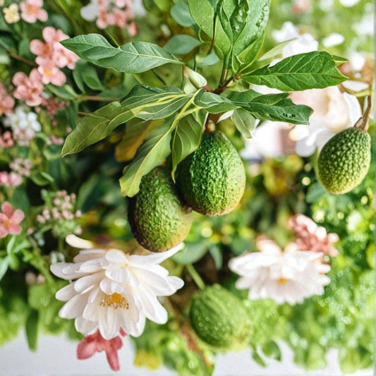 Avocado Tree Seeds – Persea americana  2 Fresh Avocado Seeds | Organic Tropical Fruit Tree • Houseplant • Fun for Kids
