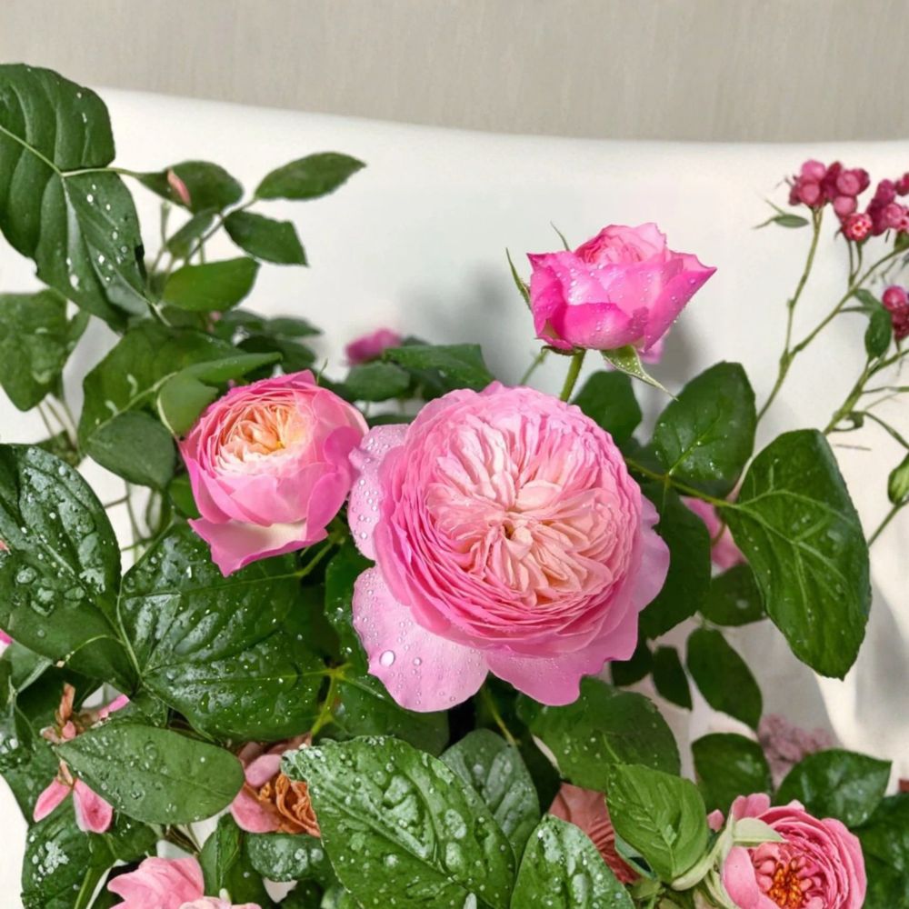 Constance Rose Seeds – 8 Rare Seeds | Romantic Pink English Rose | Fragrant Garden Flower | Cottage Garden Favorite
