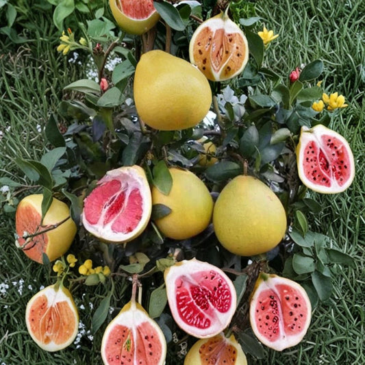 Red Flesh Pomelo – Citrus maxima Live Cuttings | 3 Fresh 6–8 Inch Unrooted Cuttings | Rare Chinese Grapefruit | Almost Seedless Citrus for Rooting or Grafting