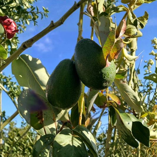 Fantastic Avocado Seeds – Persea americana 10 Seeds | Easy to Grow | Home Garden Favorite  Great for Containers | Beginner Friendly | Grow Your Own Avocado Tree