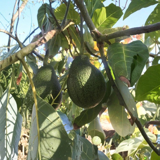 Fantastic Avocado Seeds – Persea americana  Choose 5 or 10 Fresh Seeds | Easy to Grow Cold Hardy Variety • Viable • Ready to Plant
