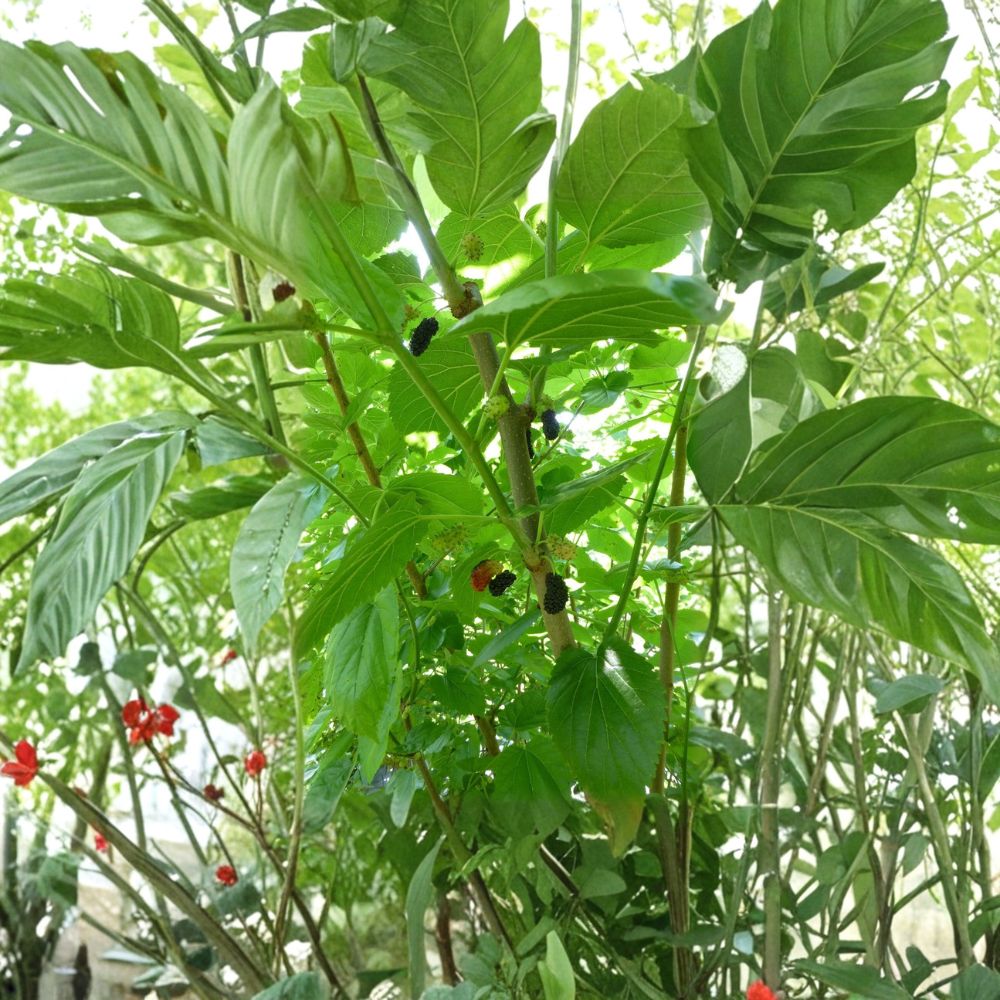 Mulberry Tree – Live Potted Plant | Up to 4 Feet Tall | Choose Your Variety | Florida Giant, Shangri La, Tehama | Fruit Tree Starter for Backyard Orchards