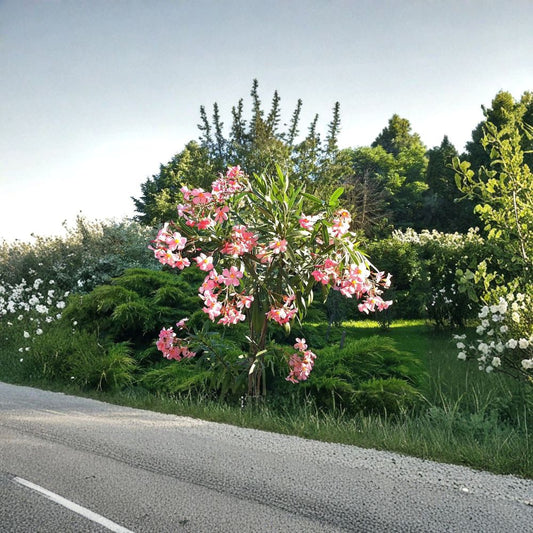 Oleander ‘Mrs. Roeding’ – Rare Oleander Cuttings | 5 Fresh Unrooted Cuttings | Pink Flower Evergreen Shrub | Cuttings for Rooting or Grafting