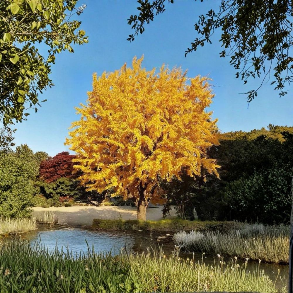Ginkgo Biloba Tree – Live Plant 1–2 Ft Tall | Ancient Living Fossil Tree | Golden Fall Foliage | Bare Root | Hardy Landscape Specimen