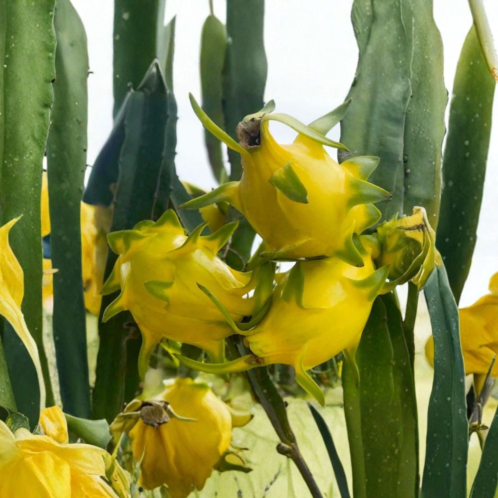 Rare Isis Yellow Dragon Fruit Plant – Live Rooted Plant 5–8 Inches | Yellow Pitaya Cactus Fruit Tree | Tropical Fruit Starter | Container Friendly