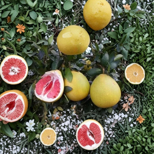Rare Red Flesh Pomelo Seeds – 10 Organic Seeds | Citrus maxima Chinese Grapefruit | Sweet Pomelo Fruit Tree | Tropical Citrus Seed Starter