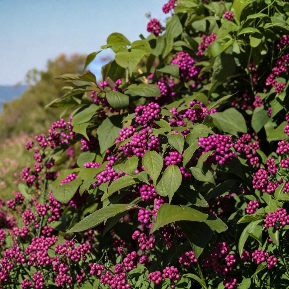 Beautyberry Bushes – 2 Live Plants 12–18 Inches Tall | Vibrant Purple Berries | Callicarpa americana | Bare Root | Wildlife Friendly Shrub