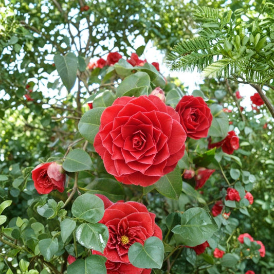 Middlemist Red Camellia – Camellia japonica Rare Flower Cuttings | 3 Fresh Cuttings 6–8 Inches | One of the Rarest Flowers in the World | Rooting or Grafting Ready