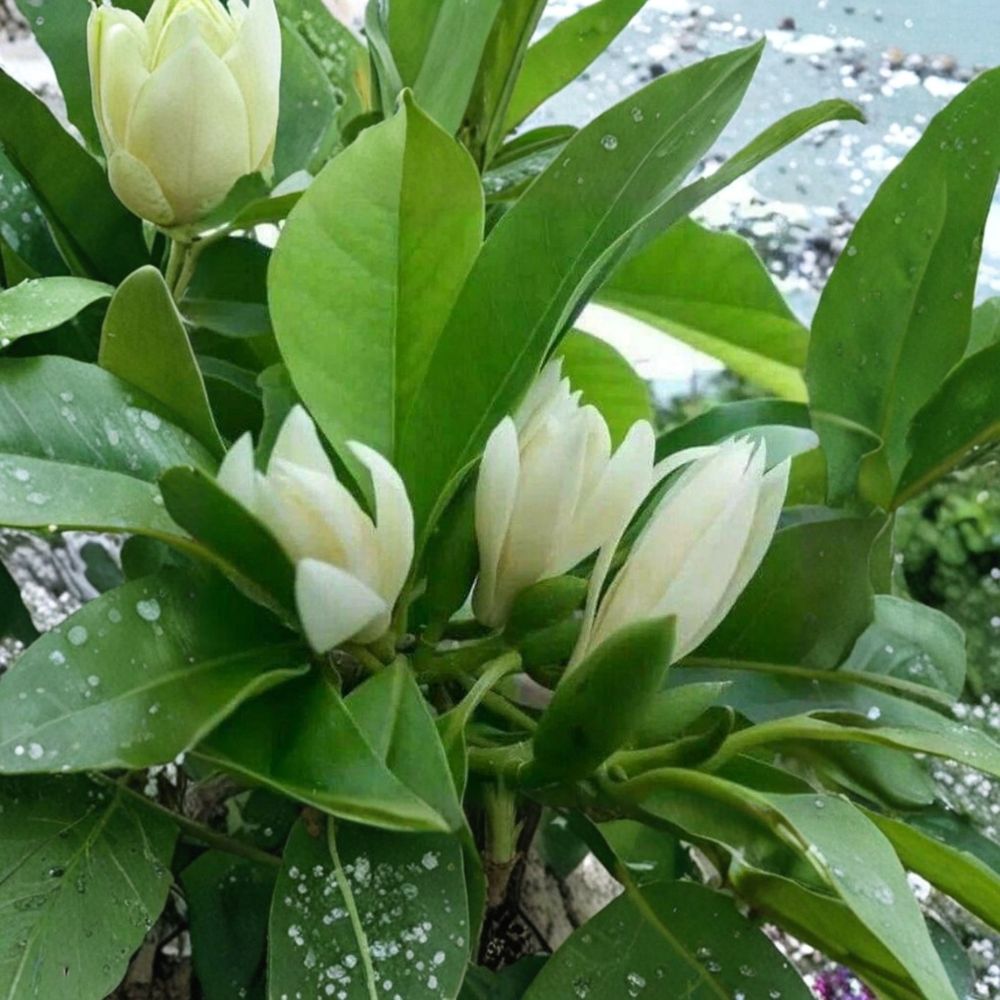Michelia Alba Seeds – Magnolia alba Rare Seeds | 5 White Champaca Seeds | Fragrant Magnolia Flower Tree | Ngoc Lan Trang Garden Plant