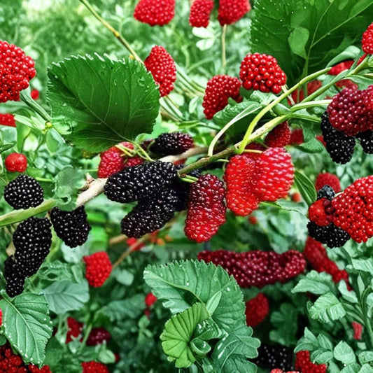Black Mulberry Tree Cuttings – Morus nigra Live Unrooted Cuttings | Set of 8 Fresh Cuttings | 7 Inch Propagation Stems | Edible Fruit Tree Starter