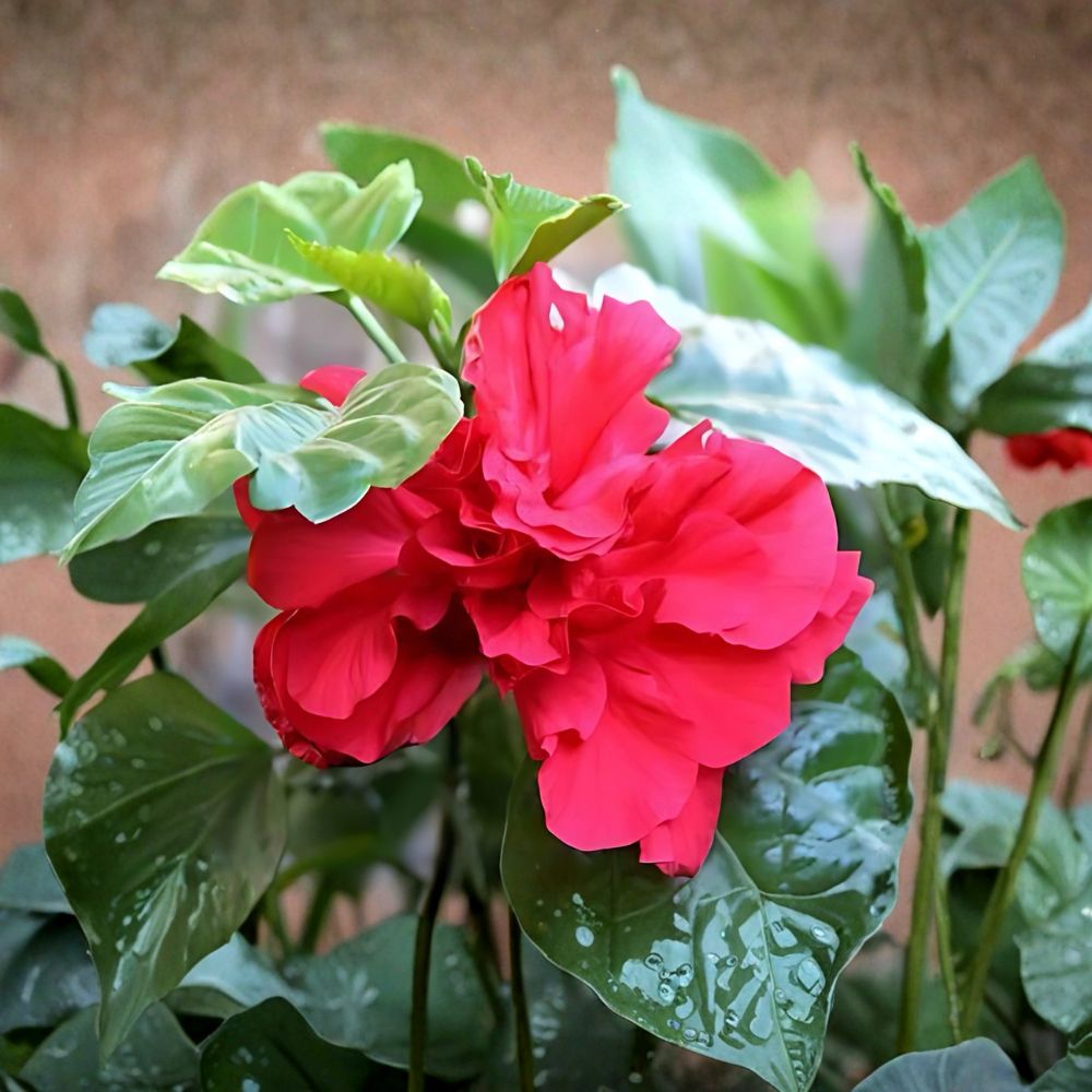 Red Althea Trees – 2 Live Plants 2 Ft Tall | Rose of Sharon Hibiscus | Red Summer Blooms | Bare Root | Garden Hedge & Border Shrub