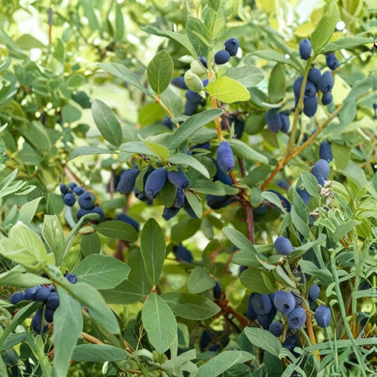 Aurora Honeyberry – Lonicera caerulea Live Plant | 3-Year-Old Gallon Grown | Cold Hardy Haskap Berry Bush | Dormant Fruit Shrub for Home Garden | Early Spring Harvest