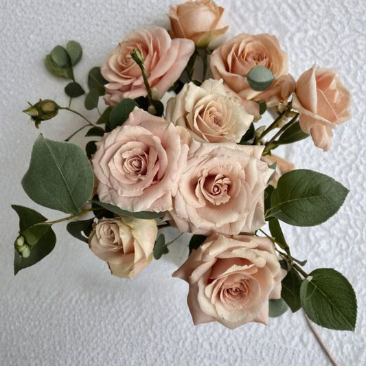 Quicksand Rose – Rare Rose Cuttings | 3 Fresh Unrooted Cuttings | Elegant Nude Beige Garden Rose | Cuttings for Rooting or Grafting