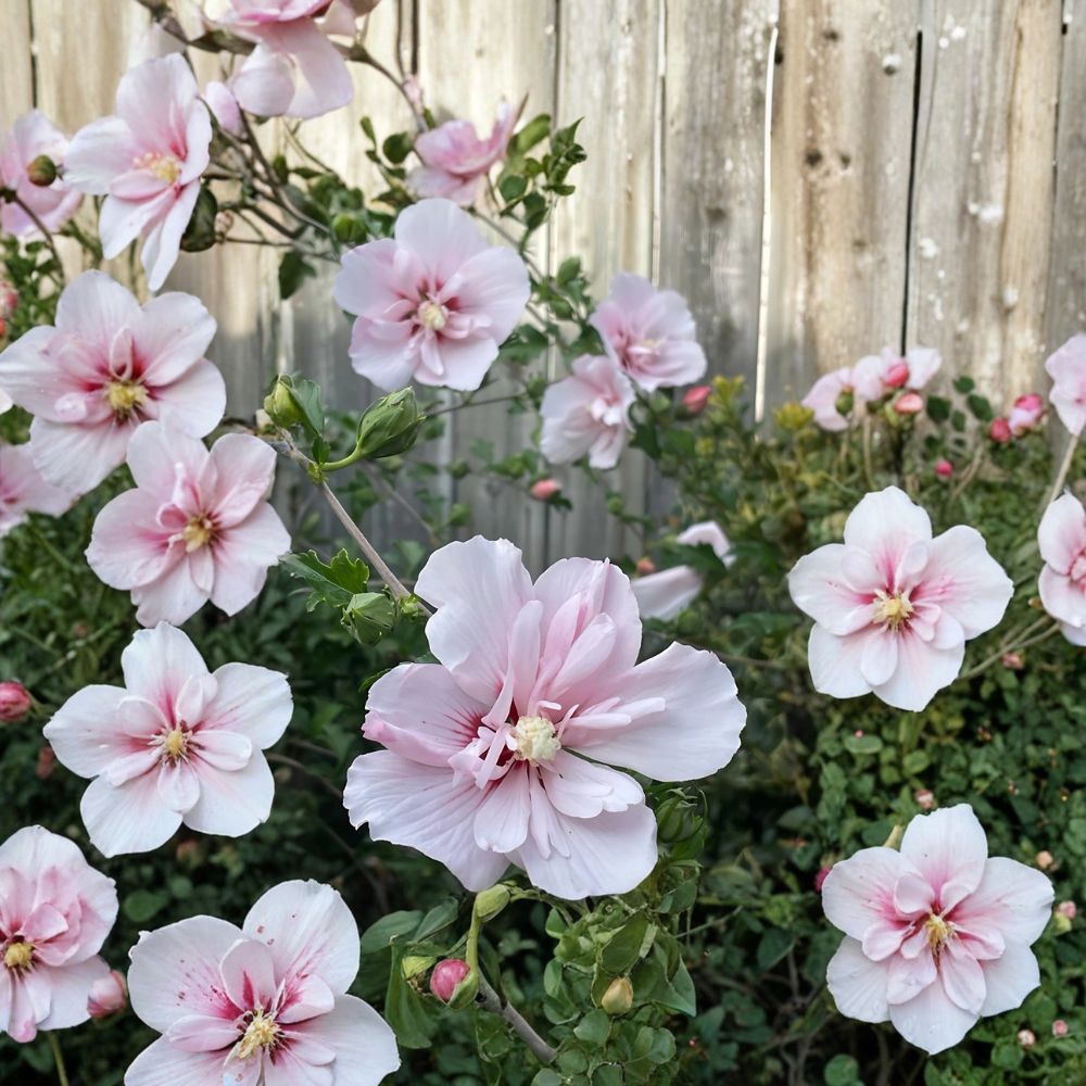 Pink Althea Trees – 2 Live Plants 2 Ft Tall | Rose of Sharon Hibiscus | Pink Summer Blooms | Bare Root | Garden Hedge & Border Shrub