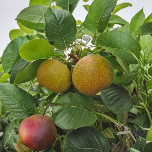 Kosui Asian Pear – Pyrus pyrifolia Rare Pear Tree Cutting | 1 Unrooted Cutting 6–8 Inches | Sweet Japanese Nashi Pear | Rooting or Grafting Ready