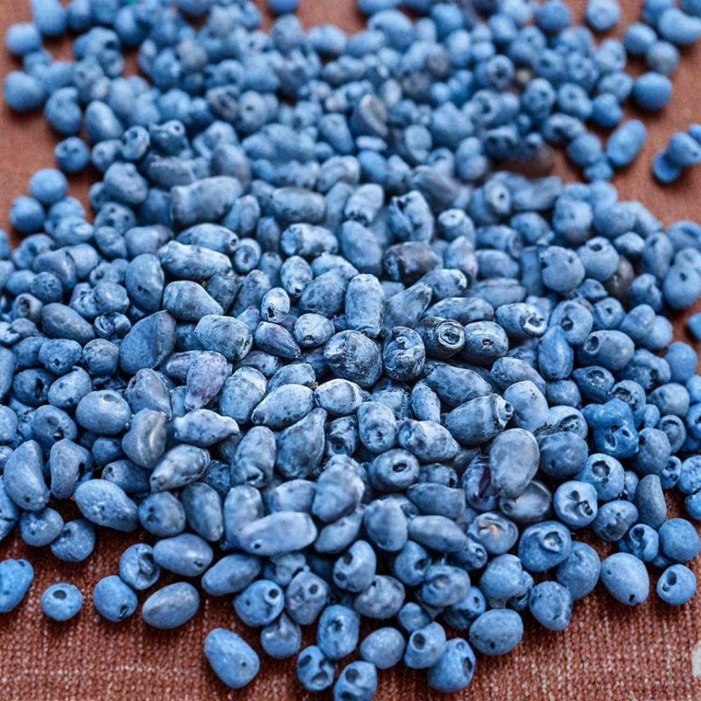 Berry Blue Honeyberry – Lonicera caerulea Live Plant | 3-Year-Old Gallon Grown | Cold Hardy Haskap Berry Bush | Dormant Fruit Shrub for Backyard Garden | Early Harvest