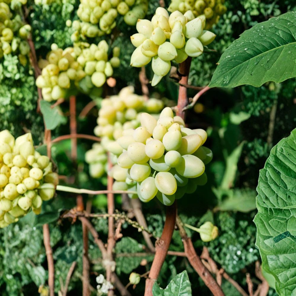 Cotton Candy Grape Vine – Vitis vinifera Live Plant | 2–3 Ft Tall | Rare Sweet Cotton Candy Grapes | Organic Fruit Vine for Patio or Garden