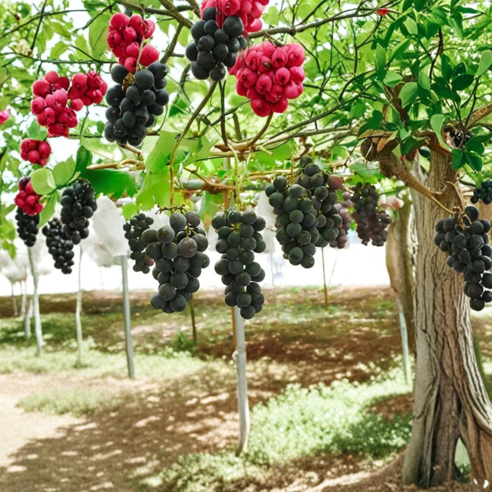 Japanese Pione Grape Vine – Vitis vinifera Live Plant | 1–2 Ft Tall Rare Sweet Black Grape | Premium Japanese Table Grape | Organic Patio & Backyard Vine