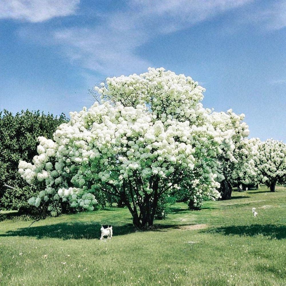 Snowball Bush – Viburnum opulus ‘Roseum’ Live Plant 2 Ft Tall | Giant White Flower Clusters | Ornamental Flowering Shrub | Bare Root