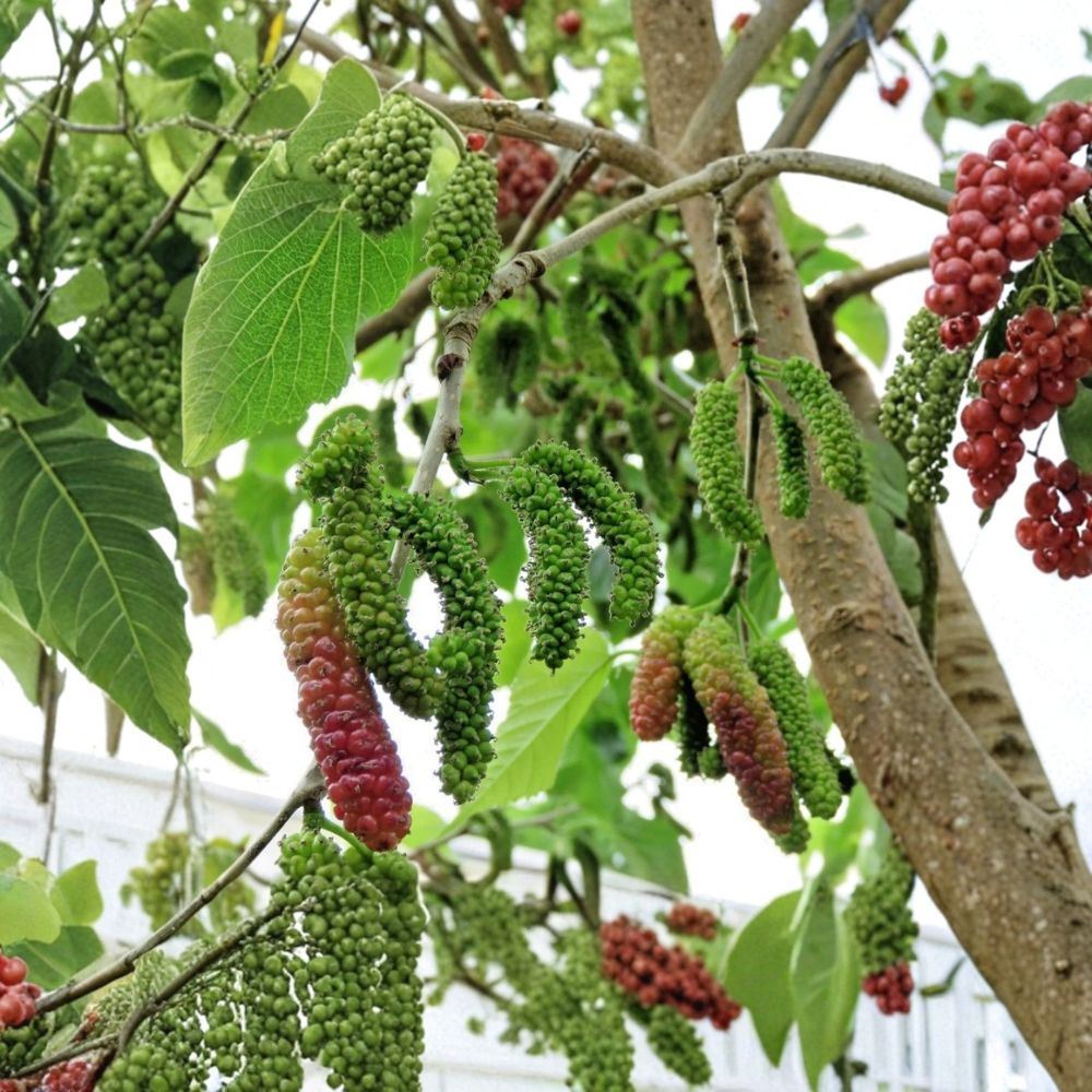 Pakistan Mulberry – Morus macroura Live Starter Plant | 6–8 Inches Tall | Sweet Long Fruit Tree | Subtropical Backyard Orchard | Easy to Grow